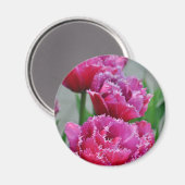 Aimant Tulipes à perroquets roses (Recto/Verso)