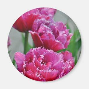 Aimant Tulipes à perroquets roses
