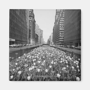 Aimant Tulipes au milieu de la rue de ville