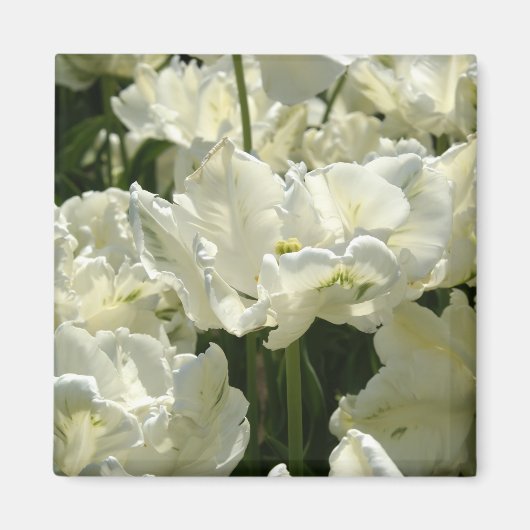 Aimant Tulipes blanches (Devant)