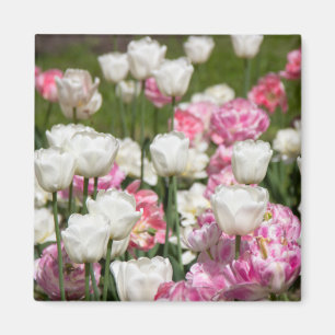 Aimant Tulipes blanches et roses brillantes par jour enso