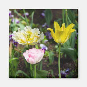 Aimant Tulipes blanches, roses et jaunes dans le jardin