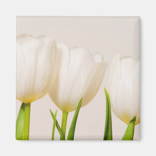 Aimant Tulipes blanches sur fond blanc, (Devant)