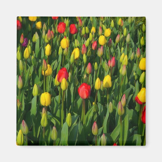 Aimant Tulipes colorées (Devant)