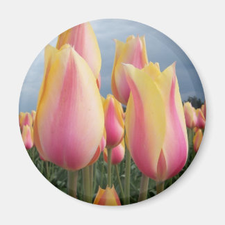 Aimant Tulipes de beauté floues