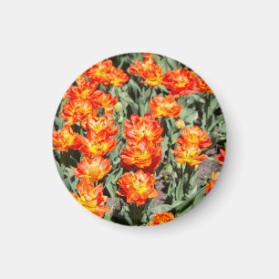 Aimant Tulipes de gingembre rouge-orange brillantes