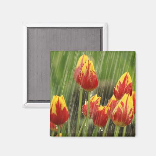 Aimant Tulipes de printemps (Recto/Verso)