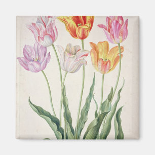 Aimant Tulipes, du "Florilegium de Nassau" (la semaine