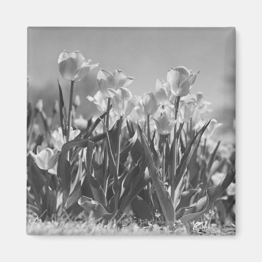 Aimant Tulipes en fleurs (Devant)