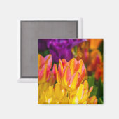 Aimant Tulipes Enchanter 16 (Recto/Verso)