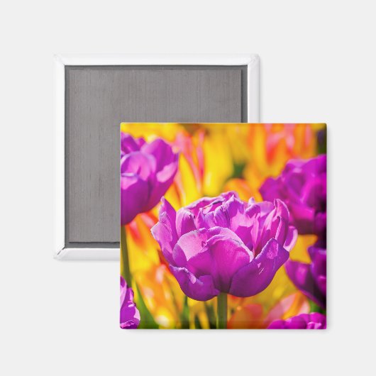Aimant Tulipes Enchanter Violet (Recto/Verso)