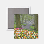 Aimant Tulipes et chaussée, Jardins de Keukenhof, Lisse, (Recto/Verso)