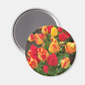 Aimant Tulipes jaunes et rouges (Recto/Verso)