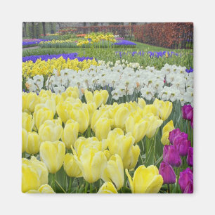 Aimant Tulipes, jonquilles et fleurs de muscari