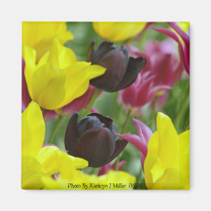 Aimant Tulipes noires