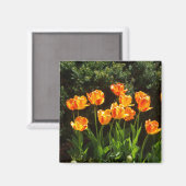 Aimant Tulipes orange jaune (Recto/Verso)