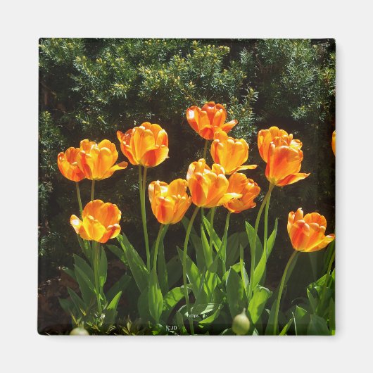Aimant Tulipes orange jaune (Devant)