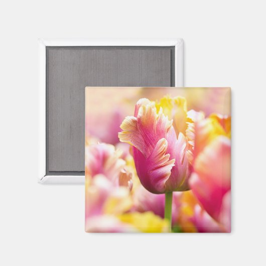 Aimant Tulipes proches (Recto/Verso)
