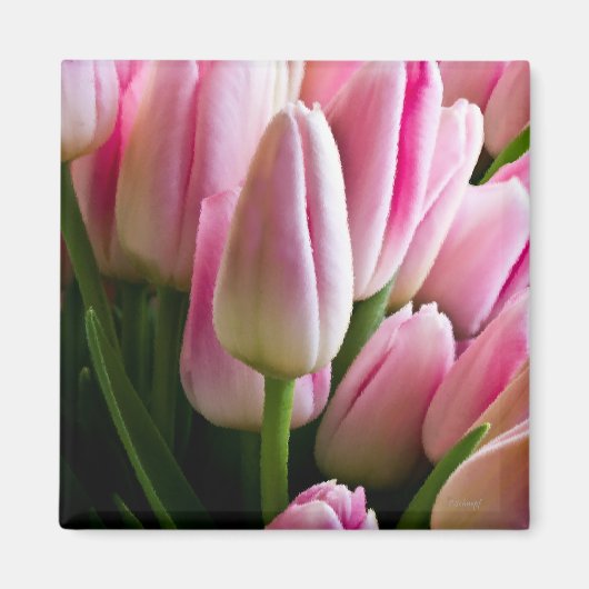 Aimant Tulipes roses (Devant)