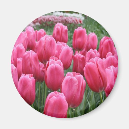 Aimant Tulipes roses (Devant)