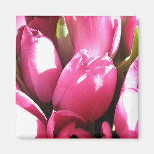 Aimant Tulipes roses