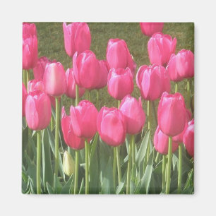 Aimant Tulipes Roses