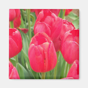 Aimant Tulipes rouges