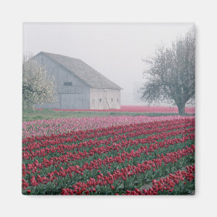 Aimant Tulipes rouges et roses saluent la journée dans un