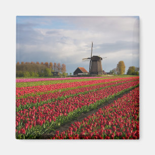 Aimant Tulipes rouges et un moulin à vent