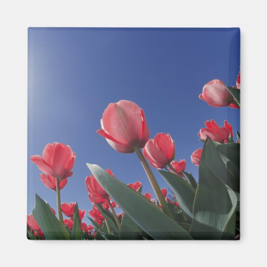 Aimant Tulipes rouges sous un angle très bas, Cincinnati, (Devant)