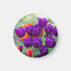 Aimant Tulipes violettes foncées