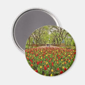 Aimant Tulips Central Park NYC (Recto/Verso)