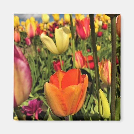 Aimant Tulips du Colorful (Devant)
