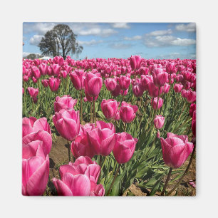 Aimant Tulips roses à Field, Oregon