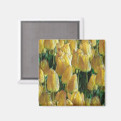 Aimant Tulips Sunshine Yellow (Recto/Verso)