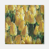 Aimant Tulips Sunshine Yellow (Devant)