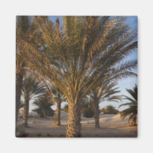 Aimant Tunisie, désert du Sahara, Douz, Grande Dune, palm