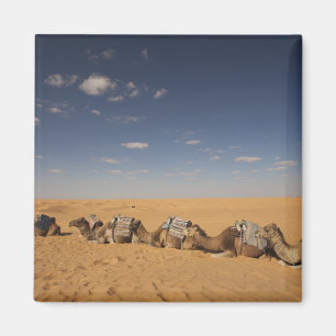 Aimant Tunisie, région des Ksour, Ksar Ghilane, Grand Erg