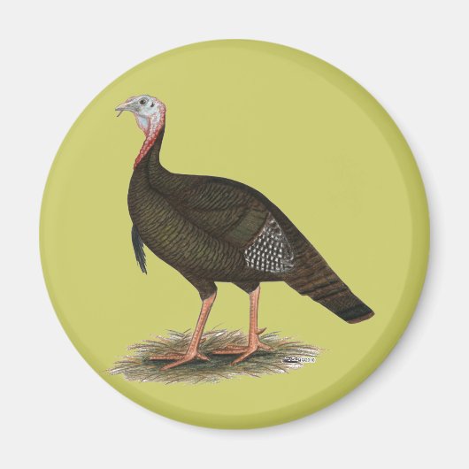 Aimant Turkey:  Eastern Wild Tom (Devant)