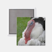 Aimant Turquie dominée (Recto/Verso)