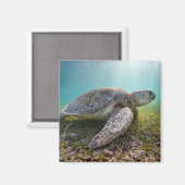 Aimant Turtle At Dusk | Bay (Recto/Verso)