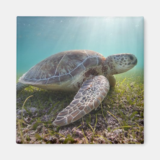 Aimant Turtle At Dusk | Bay (Devant)