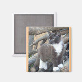 Aimant Tuxedo Kitten (Recto/Verso)
