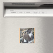 Aimant Tuxedo Kitten (In Situ (Lave-vaisselle))