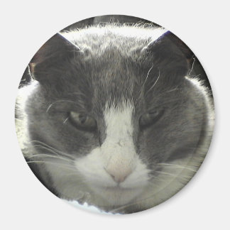 Aimant Twiggy Cat