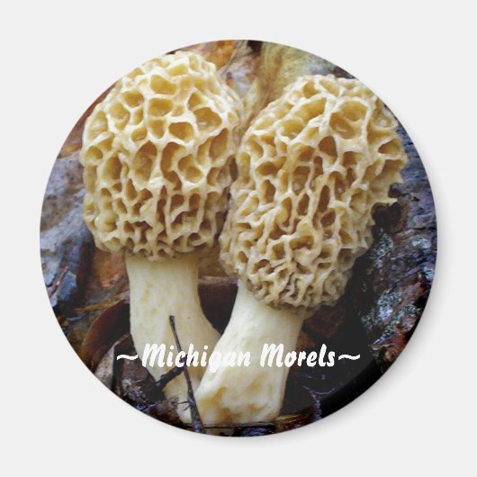 Aimant Twin Yellow Morels, ~Michigan Morels~ (Devant)