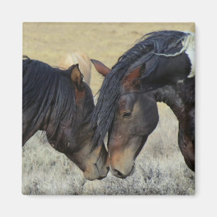 Aimant Two Brown Wild Horses Nuzzling