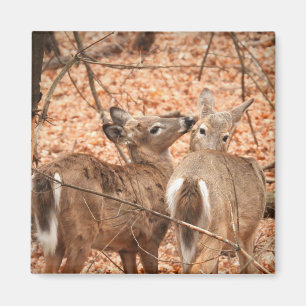 Aimant Two White tailed Deer in the woods