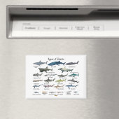 Aimant Types de requins (In Situ (Lave-vaisselle))