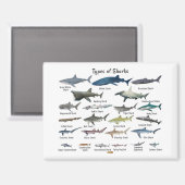 Aimant Types de requins (Recto/Verso)
